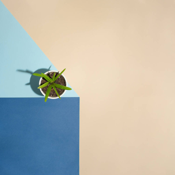 Minimalistic retro floral idea with cactus plant, blue and beige pastel background. Creative flat lay idea, copy space arrangement. - Foto, afbeelding