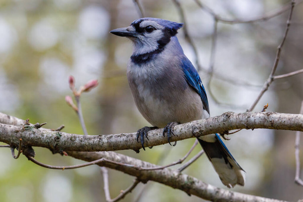 Close up of a Blue jay (Cyanocitta cristata) perched in a tree during spring. Selective focus, background blur and foreground blur. - Photo, image