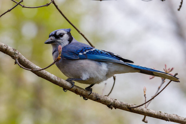 Close up of a Blue jay (Cyanocitta cristata) perched in a tree during spring. Selective focus, background blur and foreground blur. - Photo, Image