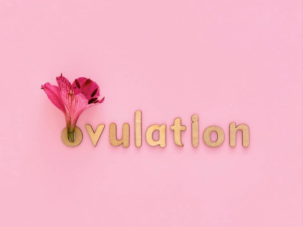 Slovo Ovulace s dřevěnými písmeny na růžovém pozadí, Alstroemeria květiny - Fotografie, Obrázek