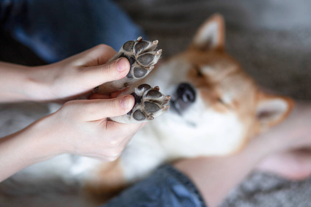Τα χέρια των γυναικών κρατούν τα πόδια ενός σκύλου που κοιμάται Σίμπα Ινού. Κοντινό πλάνο. Εμπιστοσύνη, ηρεμία, φροντίδα, φιλία, αγάπη. Χαρούμενες στιγμές της ζωής.  - Φωτογραφία, εικόνα