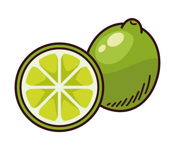 citroenen citrusvruchten - Vector, afbeelding