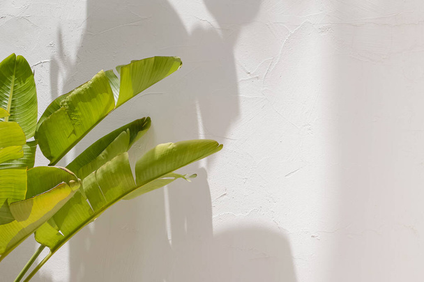 Green tropic banana palm leaves over the white wall with shadows - Фото, изображение
