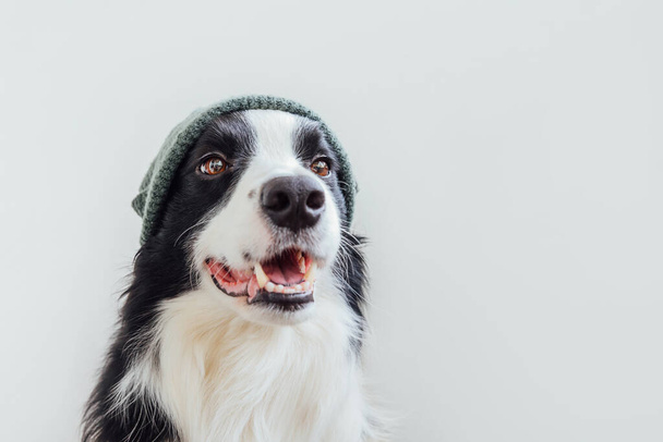 Funny studio portrait of cute smilling puppy dog border collie wearing warm  clothes scarf around neck
