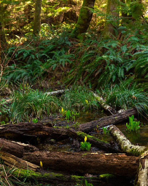 Восточная капуста скунса растет в ручье - Фото, изображение