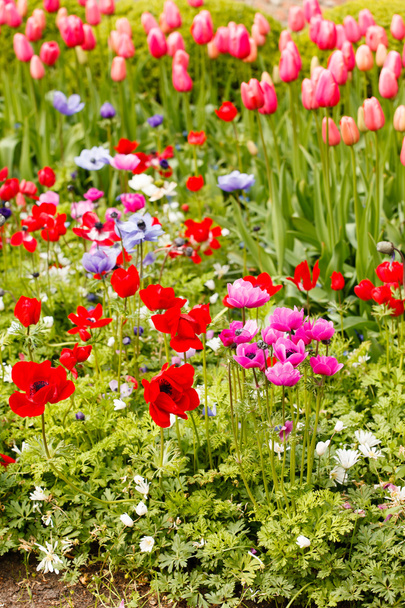 Spring garden - Fotografie, Obrázek