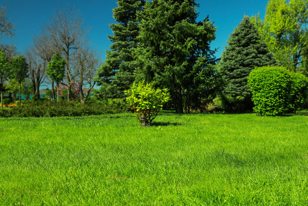Beautiful view of landscape with fresh green grass and trees outdoors - Φωτογραφία, εικόνα