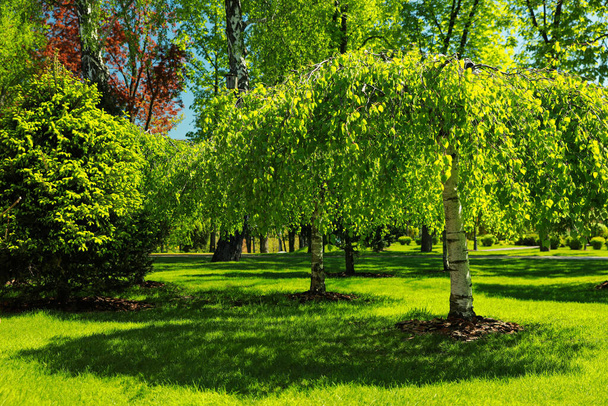 Beautiful trees with green leaves in park on sunny day - Fotó, kép