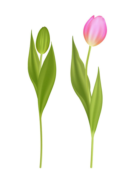 Ретроспективный набор тюльпанов - Вектор,изображение