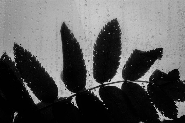 Fondo blanco y negro de hojas detrás de un vaso con muchas gotas de agua después de la lluvia. Follaje en contraste sobre un fondo blanco claro. Temporada de lluvias en primavera, verano, otoño. Macro venas de hojas.  - Foto, Imagen