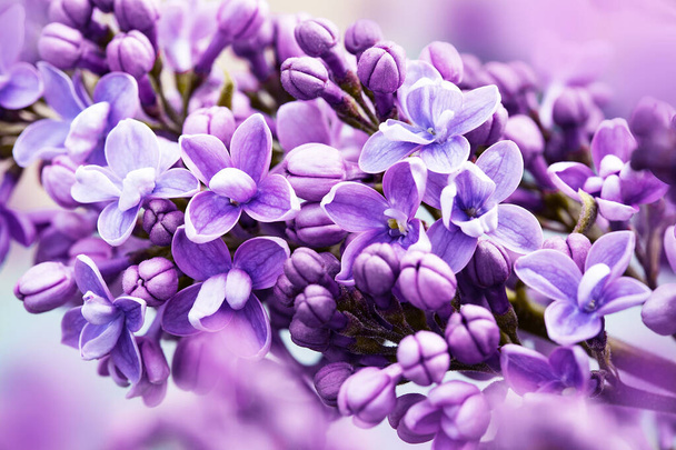 Spring branch of blooming lilac. Beautiful purple lilac flower - Photo, Image