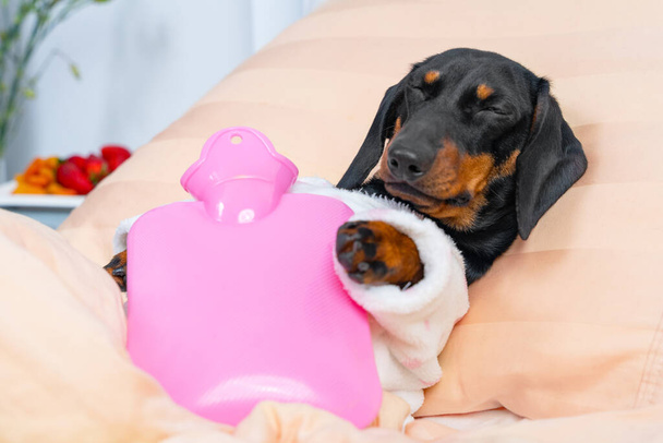 Poor sick dachshund puppy in pajamas lying on hospital bed in ward with pink heating water pad on its chest, and sleeping. Device for relieving aches and soothing cramps, fast recovery - Φωτογραφία, εικόνα