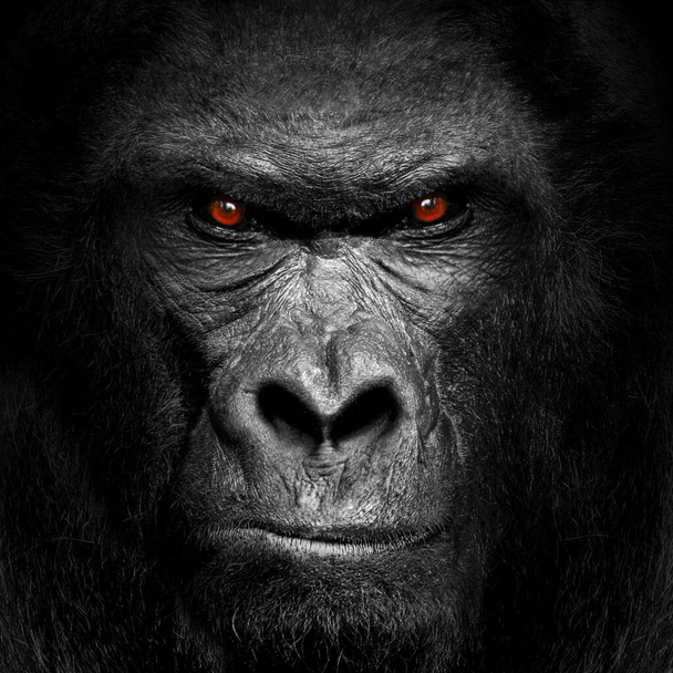 Gorilla nisäkäs eläin, musta valkoinen luonnonvaraisten eläinten - Valokuva, kuva