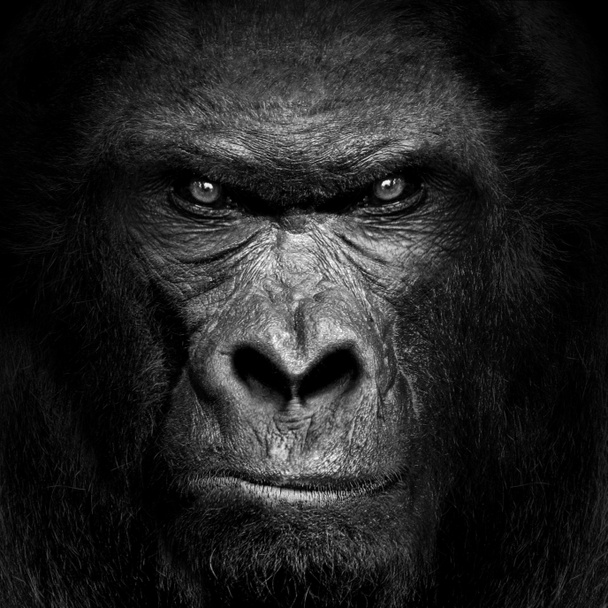 Gorilla emlős állat, fekete fehér vadon élő állatok - Fotó, kép