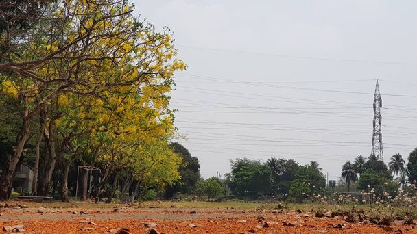 Een rauw van bloomed Cassia fistel, bekend als de gouden douche boom of Kanikonna in Malayalam is deze boom met mooie gele bloemen die de welvaart van Kerala vertegenwoordigen. - Foto, afbeelding