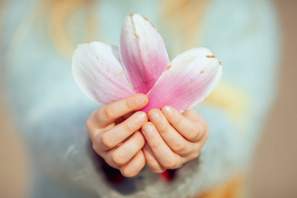 Closeup on magnolia petals in child hand in spring. - Valokuva, kuva