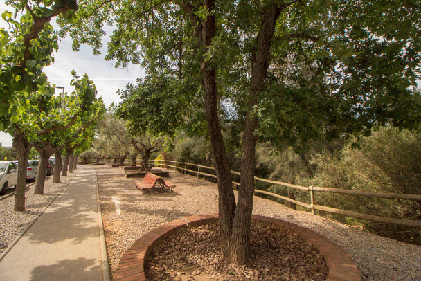 procházka olivovníky v Sant Esteve de Sesrovires, Baix Llobregat region, Barcelona, Katalánsko, Španělsko. - Fotografie, Obrázek