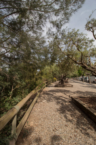procházka olivovníky v Sant Esteve de Sesrovires, Baix Llobregat region, Barcelona, Katalánsko, Španělsko. - Fotografie, Obrázek