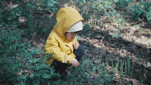 Säugling in gelber Kapuzenjacke pflückt Frühlingsblumen blau im Wald - Filmmaterial, Video