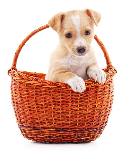 Puppy in a basket isolated on a white background. - Фото, изображение