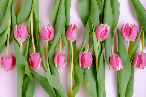 spring flat lay with tulips isolated on pink background. - Fotó, kép