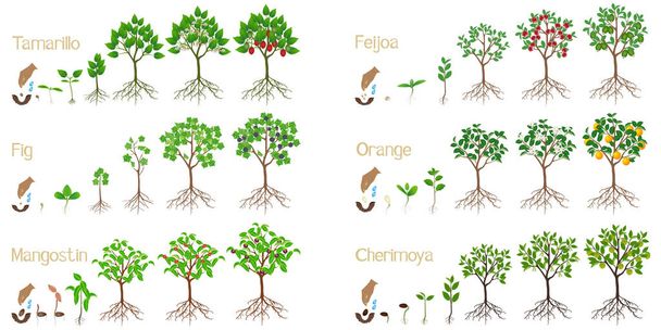Reihe von Wachstumszyklen exotischer Bäume auf weißem Hintergrund. - Vektor, Bild
