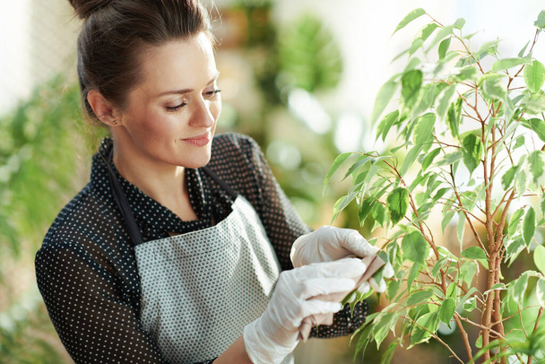 Relaxing home gardening. modern woman in white rubber gloves with potted plant cleaning leaves in the modern living room in sunny day. - Valokuva, kuva