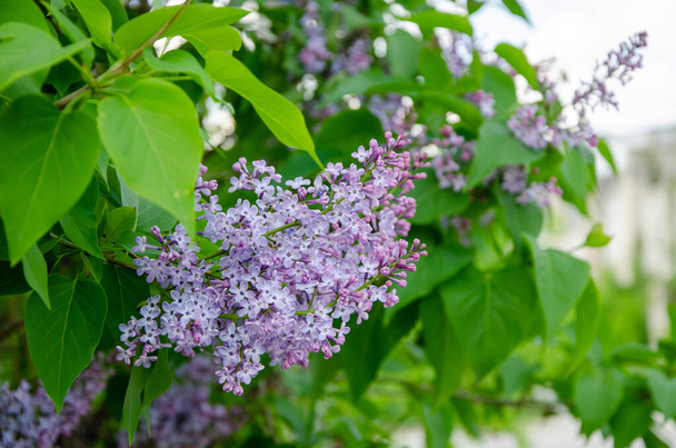 Lovely flowers of blooming purple lilac in the sun - Photo, Image