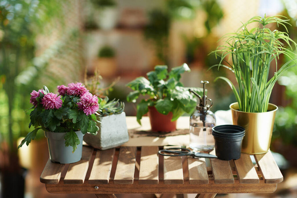 Green home. potted plant on a wooden table in the modern living room in sunny day. - Φωτογραφία, εικόνα