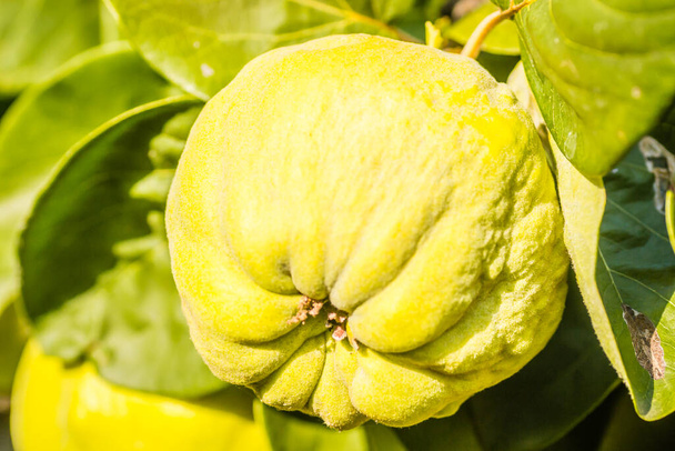 Mature fruits of yellow quince. Bunch of yellow quince fruits growing on the bush at countryside. - Photo, Image