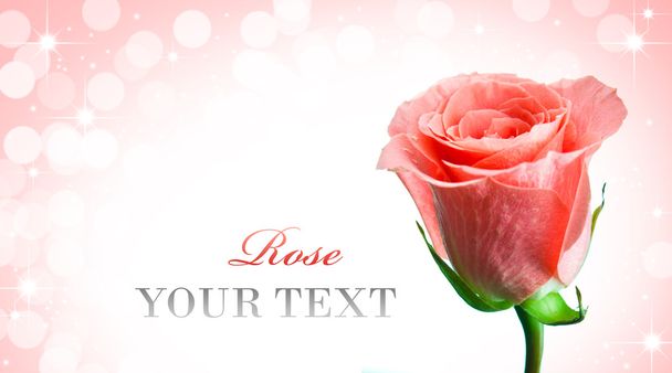 Pink rose - Photo, image