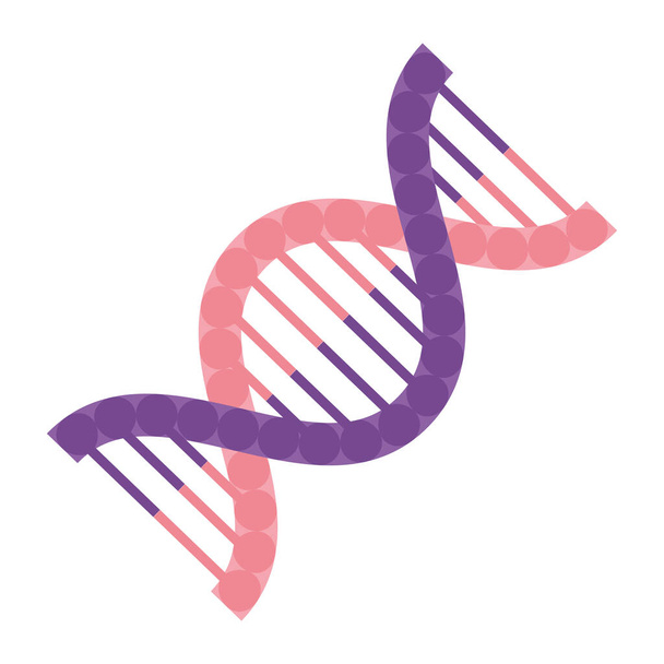 dna genetic molecule - Vector, Image