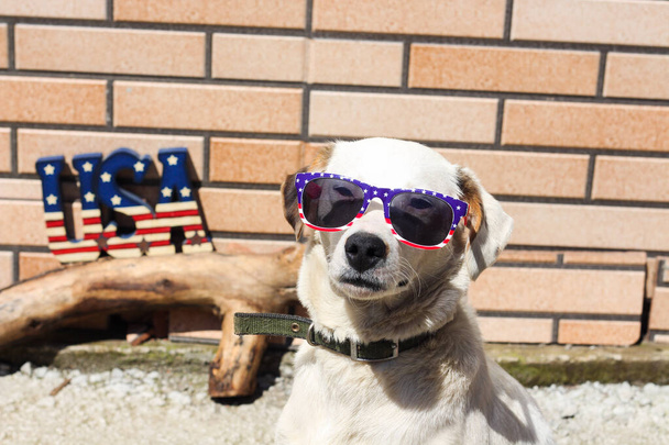 白い犬は独立記念日を祝う - 写真・画像