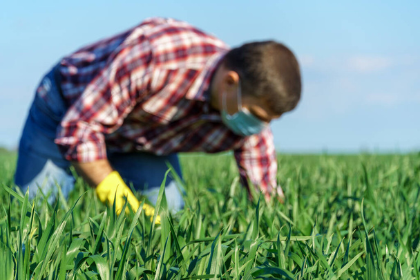 un agriculteur pose dans un champ, vêtu d'une chemise à carreaux et d'un jean, d'un masque protecteur et de gants en caoutchouc, vérifie et inspecte les jeunes pousses de blé, d'orge, de seigle ou d'autres céréales - Photo, image