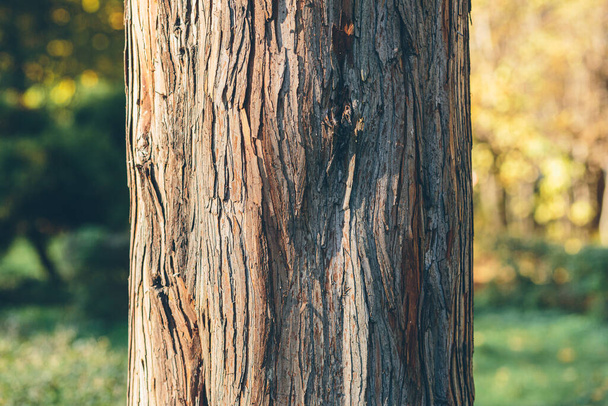 tree bark background texture with sunset light - Foto, afbeelding