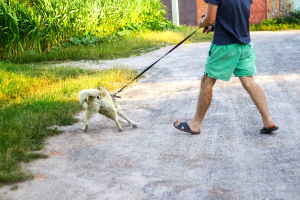 田舎の村で、犬と一緒に歩いている若い男に焦点を当てています。夏、サイドビュー。ペットは力で所有者をドラッグします。広い一歩だ。集中できない. - 写真・画像