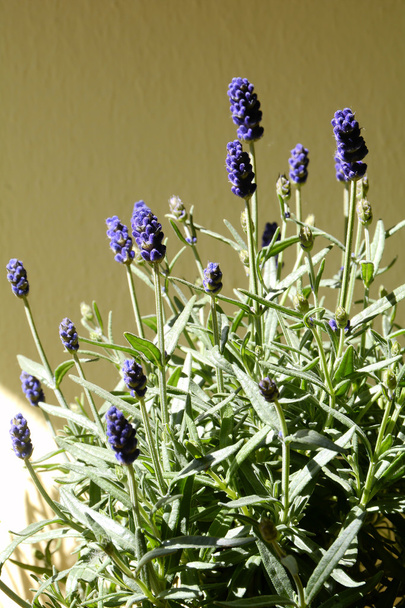 blühender Lavendel - Foto, Bild
