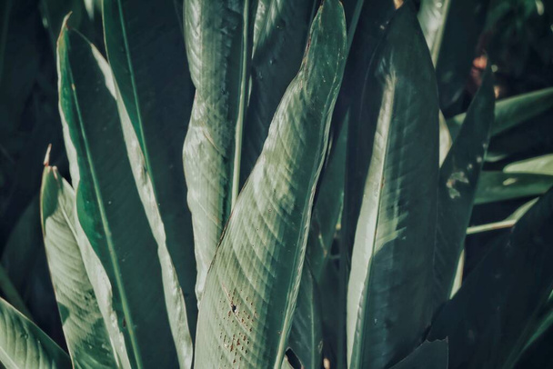 Belo de folhas tropicais verdes planta adn água cair fundo ou textura - Foto, Imagem