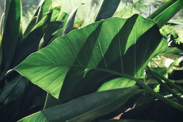 Belle de feuilles tropicales vertes plante adn fond de goutte d'eau ou texture - Photo, image