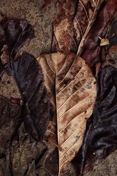 Piękne brązowe suszone liście natura tło lub tekstura - Zdjęcie, obraz