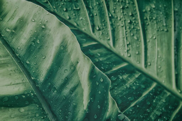 Belo de folhas tropicais verdes planta adn água cair fundo ou textura - Foto, Imagem