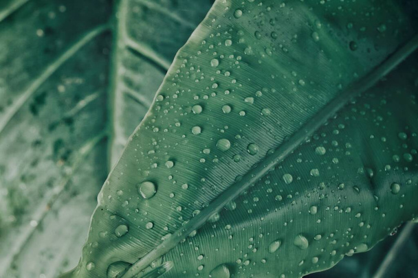 Bella di verde foglie tropicali pianta adn goccia d'acqua sfondo o consistenza - Foto, immagini