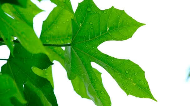 Вода на фоні листя, природа зеленого листя
  - Кадри, відео