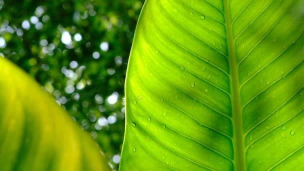 Вода в отпуске, зеленый лист природы  - Кадры, видео