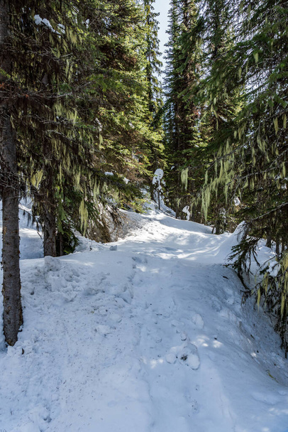 winter forest in mountains near Revelstoke brititish columbia. - Photo, Image