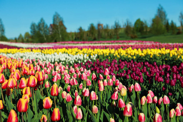 Красивый вид на поле с цветущими тюльпанами в солнечный день - Фото, изображение
