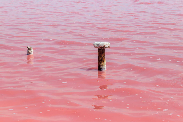 Σιδερένιοι στύλοι με αποθέματα αλατιού στο ροζ αλάτι Syvash lake in Kherson region, Ukraine - Φωτογραφία, εικόνα