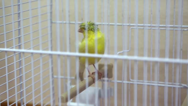 kanarek ptak w klatce - Materiał filmowy, wideo