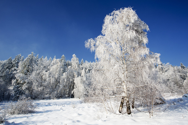 Zimą drzewa w Beskidzie, Polska - Zdjęcie, obraz