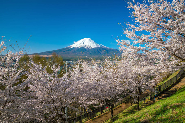 Mountain Fuji την άνοιξη, άνθη κερασιάς Sakura στην Ιαπωνία - Φωτογραφία, εικόνα